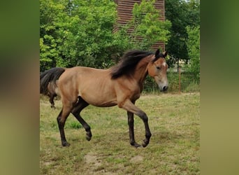 Pony tedesco, Stallone, 1 Anno, 147 cm, Grigio