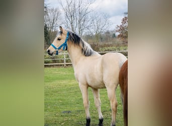 Pony tedesco, Stallone, 1 Anno, 147 cm, Pelle di daino
