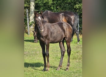 Pony tedesco, Stallone, 1 Anno, 148 cm, Baio nero