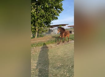 Pony tedesco, Stallone, 1 Anno, 148 cm, Falbo