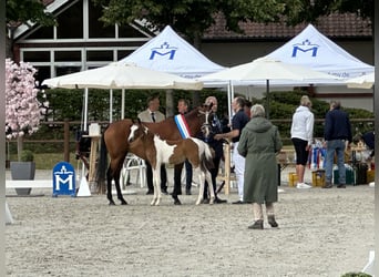 Pony tedesco, Stallone, 1 Anno, 148 cm, Pezzato