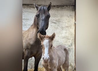 Pony tedesco, Stallone, 1 Anno, 148 cm, Red dun