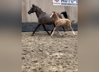 Pony tedesco, Stallone, 1 Anno, 148 cm, Red dun