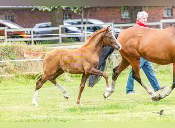 Pony tedesco, Stallone, 1 Anno, 148 cm, Sauro