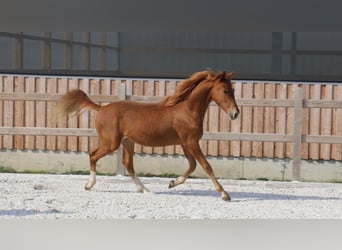 Pony tedesco, Stallone, 1 Anno, 148 cm, Sauro