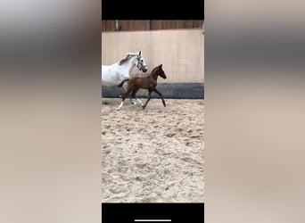 Pony tedesco, Stallone, 1 Anno, 148 cm, Sauro scuro