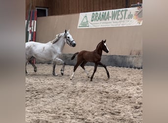 Pony tedesco, Stallone, 1 Anno, 148 cm, Sauro scuro