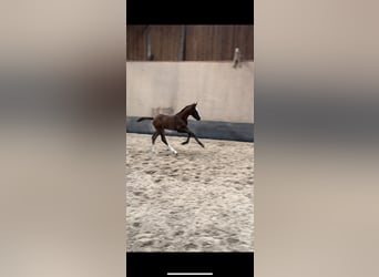 Pony tedesco, Stallone, 1 Anno, 148 cm, Sauro scuro