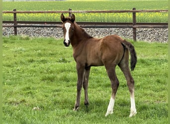 Pony tedesco, Stallone, 1 Anno, 148 cm, Sauro scuro