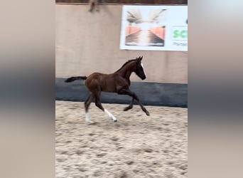 Pony tedesco, Stallone, 1 Anno, 148 cm, Sauro scuro