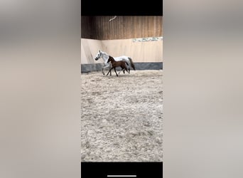 Pony tedesco, Stallone, 1 Anno, 148 cm, Sauro scuro