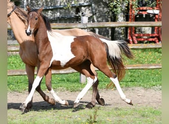 Pony tedesco, Stallone, 1 Anno, 148 cm, Tobiano-tutti i colori