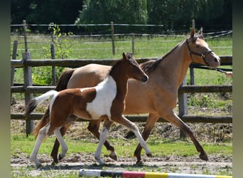 Pony tedesco, Stallone, 1 Anno, 148 cm, Tobiano-tutti i colori