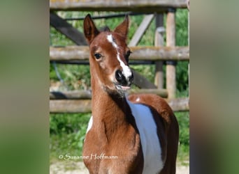 Pony tedesco, Stallone, 1 Anno, 148 cm, Tobiano-tutti i colori