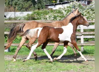 Pony tedesco, Stallone, 1 Anno, 148 cm, Tobiano-tutti i colori