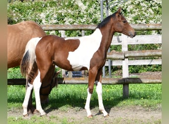 Pony tedesco, Stallone, 1 Anno, 148 cm, Tobiano-tutti i colori