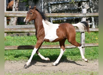 Pony tedesco, Stallone, 1 Anno, 148 cm, Tobiano-tutti i colori