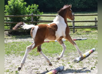 Pony tedesco, Stallone, 1 Anno, 148 cm, Tobiano-tutti i colori