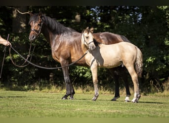 Pony tedesco, Stallone, 1 Anno, 150 cm, Falbo