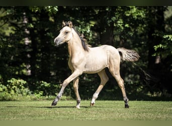 Pony tedesco, Stallone, 1 Anno, 150 cm, Falbo