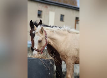 Pony tedesco, Stallone, 1 Anno, 150 cm, Palomino