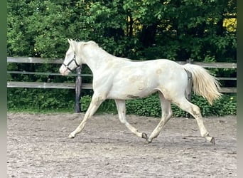 Pony tedesco, Stallone, 1 Anno, 152 cm, Cremello