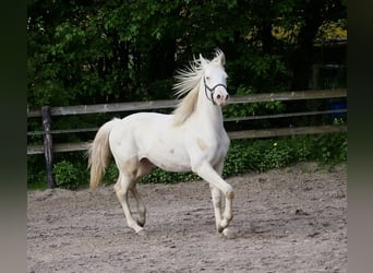 Pony tedesco, Stallone, 1 Anno, 152 cm, Cremello