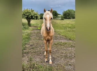 Pony tedesco, Stallone, 1 Anno, 155 cm, Palomino