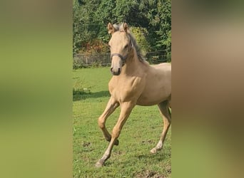 Pony tedesco, Stallone, 1 Anno, 155 cm, Pelle di daino