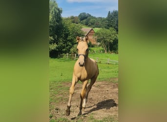 Pony tedesco, Stallone, 1 Anno, 155 cm, Pelle di daino