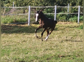 Pony tedesco, Stallone, 1 Anno, Baio