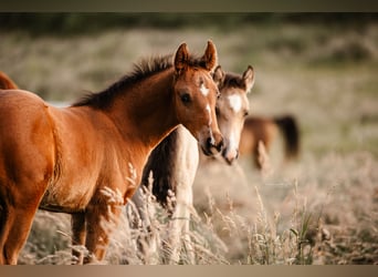Pony tedesco, Stallone, 1 Anno, Baio