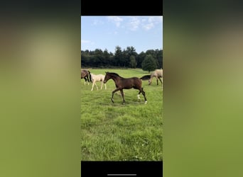 Pony tedesco, Stallone, 1 Anno, Baio