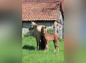 Pony tedesco, Stallone, 1 Anno, Baio