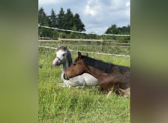 Pony tedesco, Stallone, 1 Anno, Baio