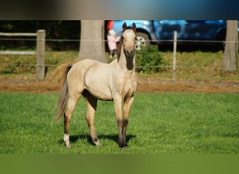 Pony tedesco, Stallone, 1 Anno, Falbo