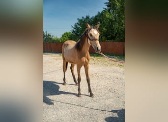 Pony tedesco, Stallone, 1 Anno, Falbo