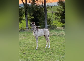 Pony tedesco, Stallone, 1 Anno, Falbo