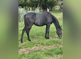 Pony tedesco, Stallone, 1 Anno, Grigio