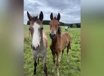 Pony tedesco, Stallone, 1 Anno, Grigio rossastro