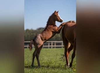 Pony tedesco, Stallone, 1 Anno, Grigio rossastro