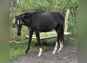 Pony tedesco, Stallone, 1 Anno, Morello