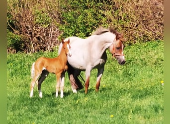 Pony tedesco, Stallone, 1 Anno, Sauro scuro