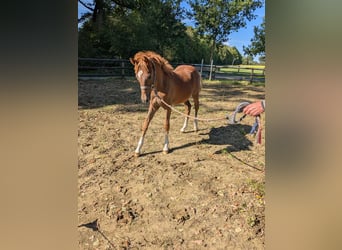 Pony tedesco, Stallone, 1 Anno, Sauro scuro