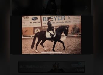 Pony tedesco, Stallone, 21 Anni, 152 cm, Baio nero