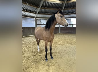 Pony tedesco, Stallone, 2 Anni, 130 cm, Falbo