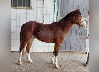 Pony tedesco, Stallone, 2 Anni, 130 cm, Sauro scuro