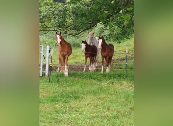 Pony tedesco, Stallone, 2 Anni, 130 cm, Sauro scuro