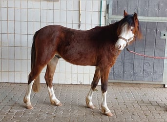 Pony tedesco, Stallone, 2 Anni, 130 cm, Sauro scuro