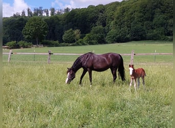 Pony tedesco, Stallone, 2 Anni, 130 cm, Sauro scuro